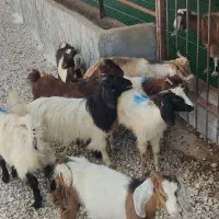 ۹ راس بزغاله یکجا دانه ای ۹