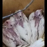 جوجه سرلاکی البینو