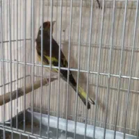 سهره قناری خاکی