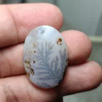 شجره قاین معدن