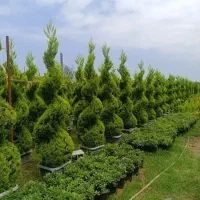 خدمات باغبانی تعویض خاک گلدون گل کاری صفرتاصد
