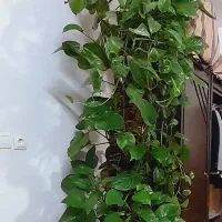 فروش گل پتوس غول پیکر