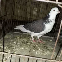 کبوتر تکپر