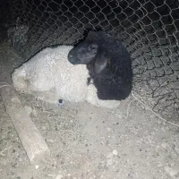 بره چاغ