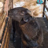 گله گوسفند درجه ۱ به همراه لوازم جانبی به روز