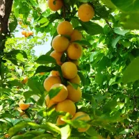 باغ فروشی یا معاوضه