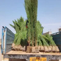 نهال سروناز وانواع مرکبات ومیوه