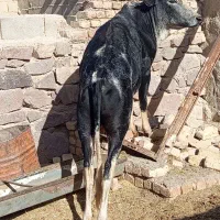گوساله دورگ 1/5ساله