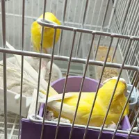 قناری و یاسمین قناری قفسی
