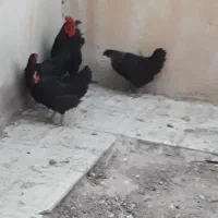 فروش مرغ خانگی