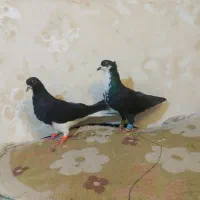 کفتر پرشی کرواتی ساده افشون طوقی زرد کرمونی یهودی