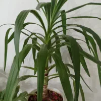 گل زیبا