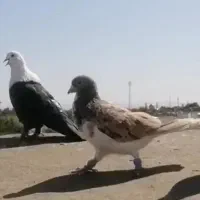 کفتر بوم حدوده 10 عدد ورضرب