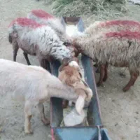 4عد میش و1عد یکساله سانن زایید قیمت هم باهم 76