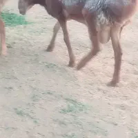 فروش بره وقوچ چینی