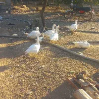 غازمحلی بالغ
