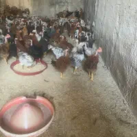 نیمچه و جوجه مرغ و خروس گوشتی