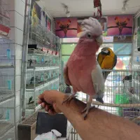 گالارز ،ماکائو،کاکادو،اکلکتوس،شاه طوطی