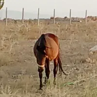اسب|اسب و تجهیزات اسب‌سواری|اردبیل, |دیوار