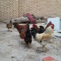 فروش مرغ و خروس