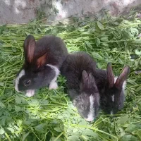 خرگوش|موش و خرگوش|باغ بهادران, |دیوار