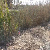 زمین درجزیره مینو