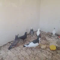 کبوتر