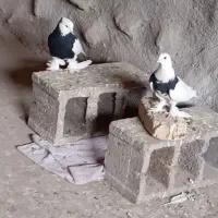 کفتر|پرنده|بررود, |دیوار
