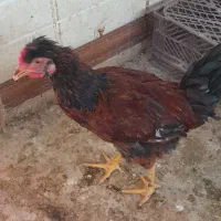 خروس شش ماهه