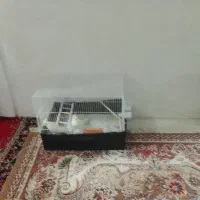 دوتا عروس هلندی نره