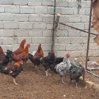 خوروس|حیوانات مزرعه|فیروزآباد (فارس), |دیوار