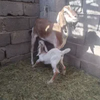 فروش بز وکره