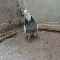 طوق زیبا