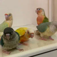 گرینچیک در انواع نژاد و سنین مختلف