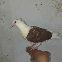 کبوتر دوکت بدون غلط
