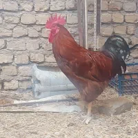 خروس جوان و همه چی تمام