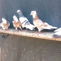 کبوتر شازده