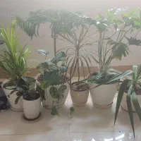 تعدادی گل آپارتمانی فروش فوری