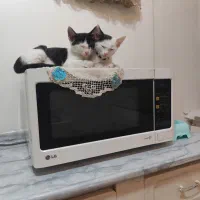 گربه