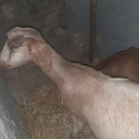 بز و بزغاله