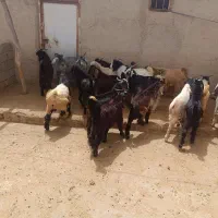 کهره و بره|حیوانات مزرعه|سیاخ دارنگون, |دیوار