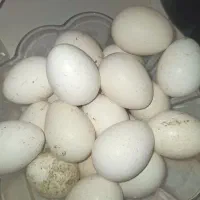 تخم بوقلمون