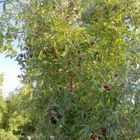 باغ در واقع روستای تقاب بانیم ساعت آب وهشصدمترزمین