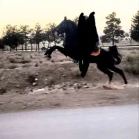 فروش چند راس اسب شجره سنگین