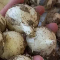 موسیر تازه