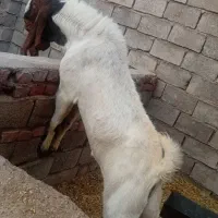 نر بز پاکستانی