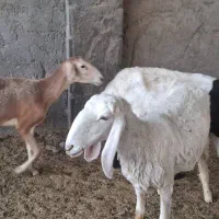 بره مری