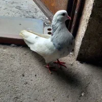 کبوتر غریب
