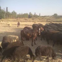 بز نر|حیوانات مزرعه|فیروزآباد (آذربایجان), |دیوار