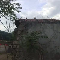 کبوتر دوبال